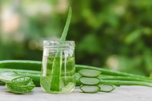 How to Extract Aloe Vera?